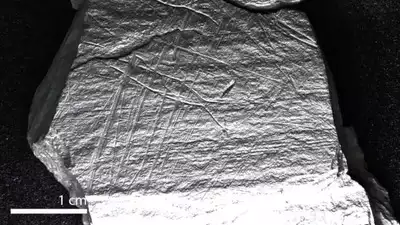 15,800-year-old engravings reveal the history of Ice Age fishing