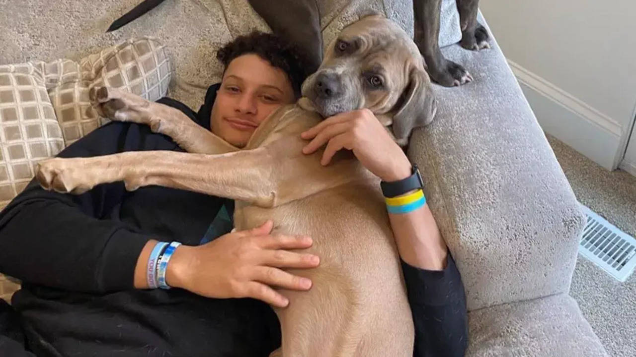 Steel's Cuddle Drama: Patrick Mahomes' Pit Bull Ignites a Social Media  Frenzy | NFL News - Times of India