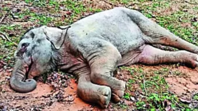 Ailing elephant calf rescued in Bandhavgarh after mysterious jumbo deaths