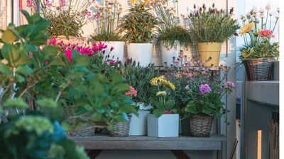 Bengaluru couple arrested for showing off balcony garden and the reason will shock you