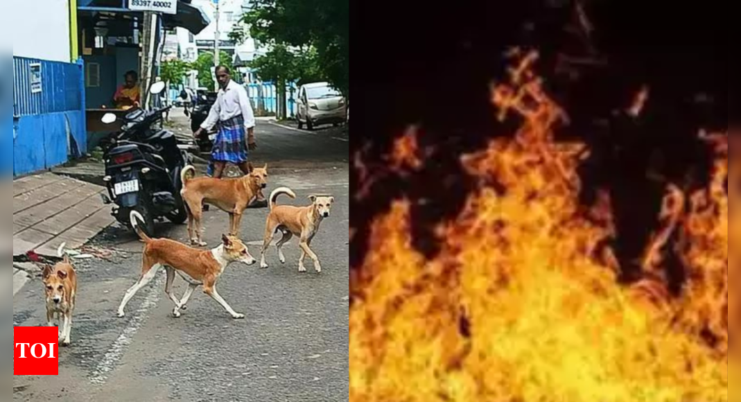 Outrage as Two Women Allegedly Burn Five Puppies Alive in Meerut; FIR Filed | Meerut News - Times of India