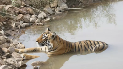 Missing tigers in Rajasthan: A complex tale of age, territory, threat