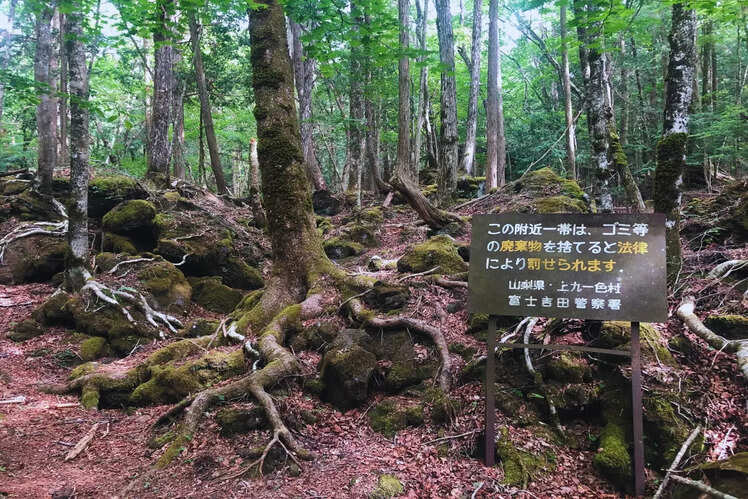 Aokigahara, Japan