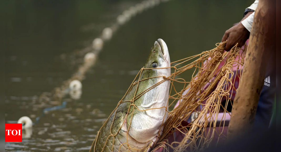 Severe droughts threaten sustainable catch of the Amazon’s giant fish – Times of India