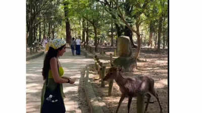 Watch: Japan's Nara deer bows to Indian woman in heartwarming video