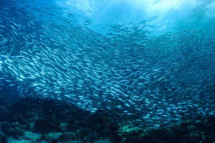 Sardine Run - Zuid-Afrikaanse kust