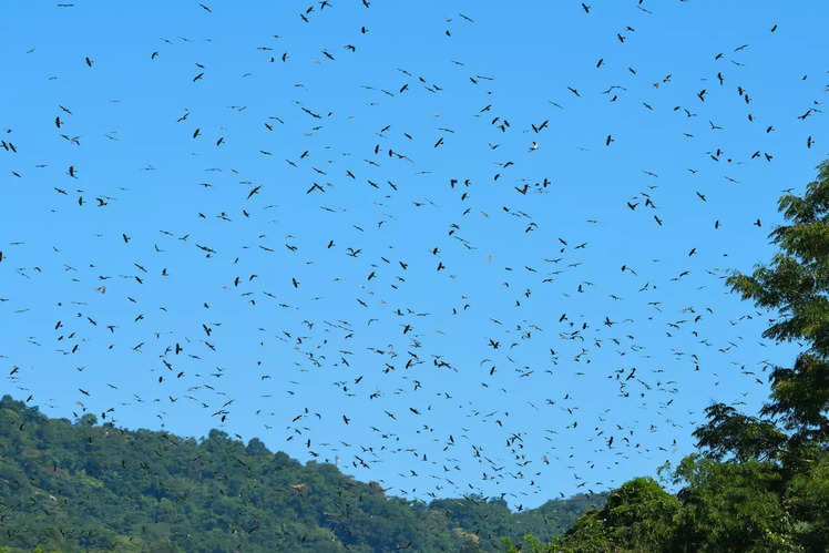 Migratie van de Amoervalk - Nagaland en Manipur, India