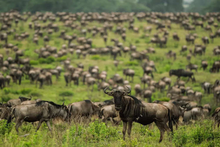 Grote migratie van gnoes - Serengeti, Tanzania en Maasai Mara, Kenia