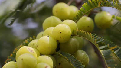 Amla Navmi: Why a day is dedicated to worshiping Amla, the super superfood