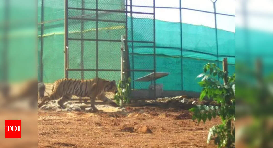 Maha Tigress Successfully Released in Similipal Tiger Reserve ...
