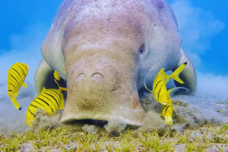 Mahatma Gandhi Marine National Park