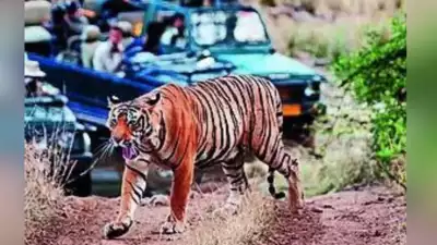 Ranthambore’s missing tigers: A tale of turf wars and human threat