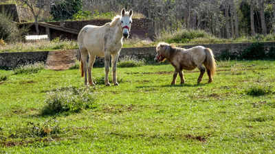 Donkeys vs Mules vs Pony: What's the difference