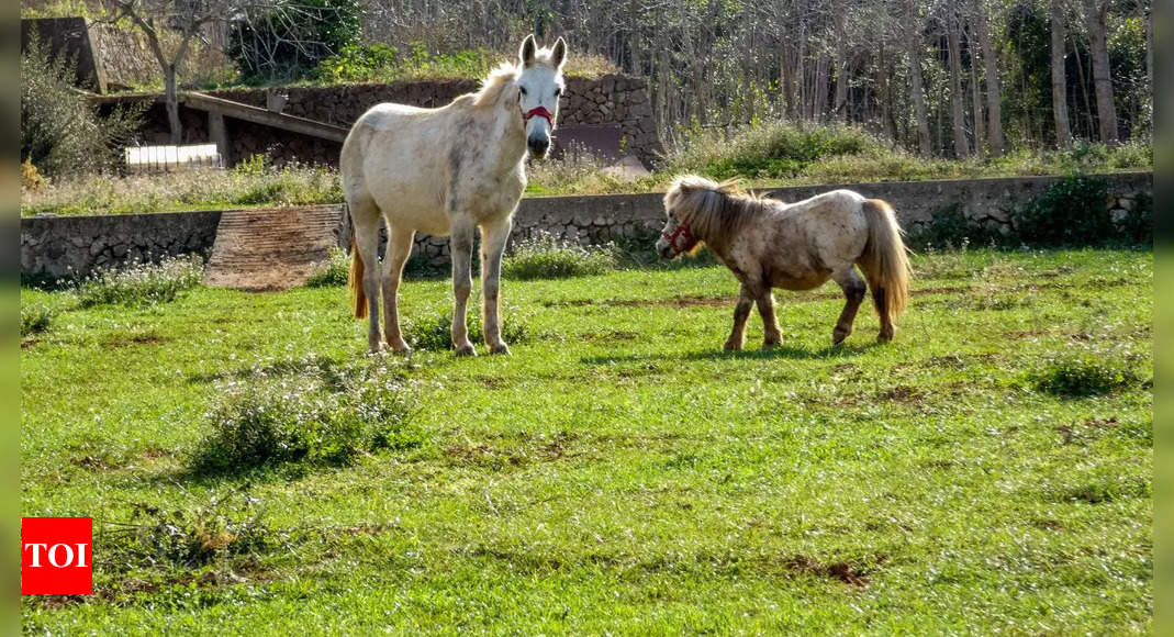 Donkeys vs Mules vs Pony: What's the difference