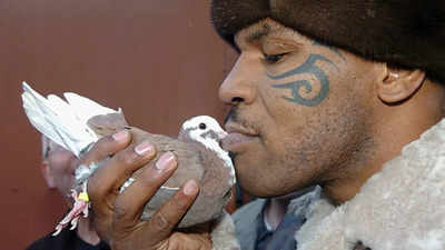 Jake Paul gifts Mike Tyson a pigeon ahead of high-voltage Texas bout