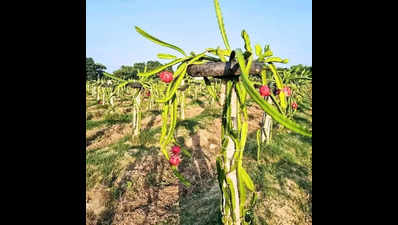 Bhagalpur set to become new hub for dragon fruit farming