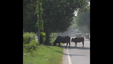 Buffaloes killed in motor accident, Vasco man held