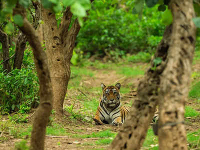 3-year-old male tiger added to Ramgarh Vishdhari Tiger Reserve in Rajasthan