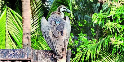 GPS-tagged vulture sparks security alert