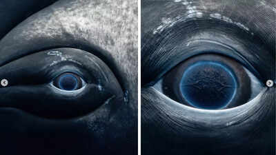 Photographer captures stunning close-up of Humpback whale’s eye before its tragic death | See pictures