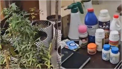 Greater Noida: Man arrested for cultivating 80 marijuana plants on balcony