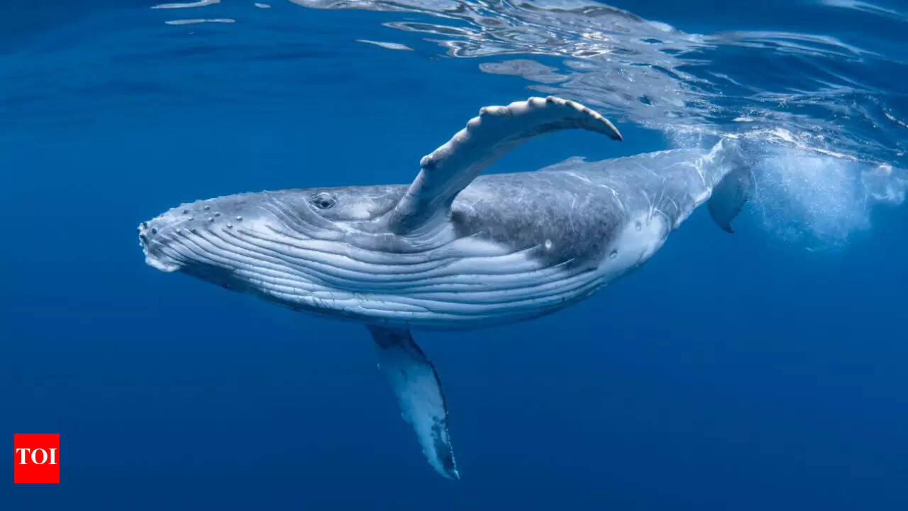 How do marine mammals like whales and dolphins sleep without drowning -  Times of India