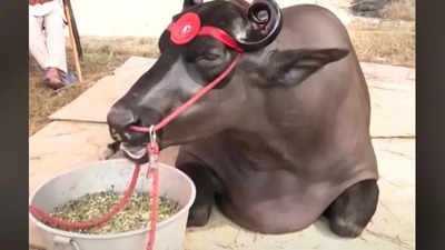 Anmol, the 1500 kg buffalo from Haryana, is worth Rs 23 crore; know why