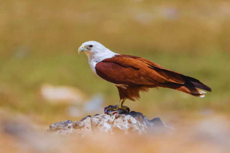 Birdwatching
