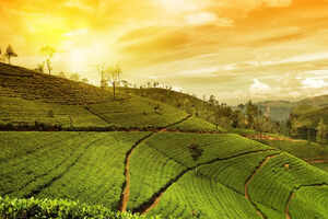 Assam's best cultural and wildlife experiences for a first-timer