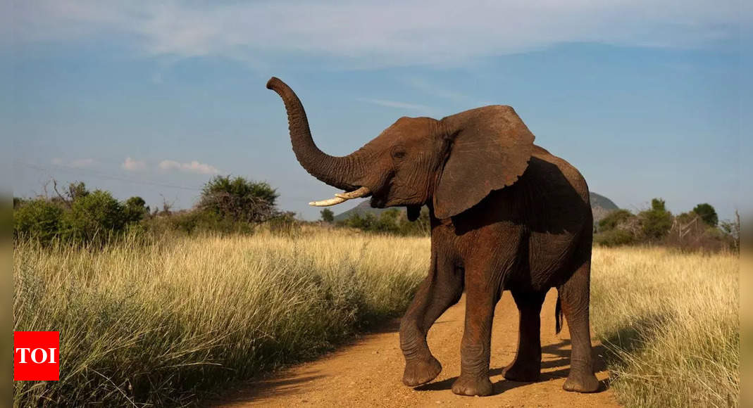 African elephants face shocking 70% population decline due to habitat loss and poaching; study finds |