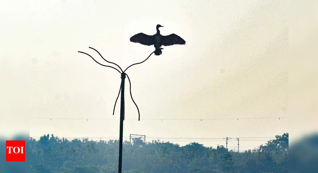 Calangute p'yat plans bird-watching spot along Chogm road | Goa News ...