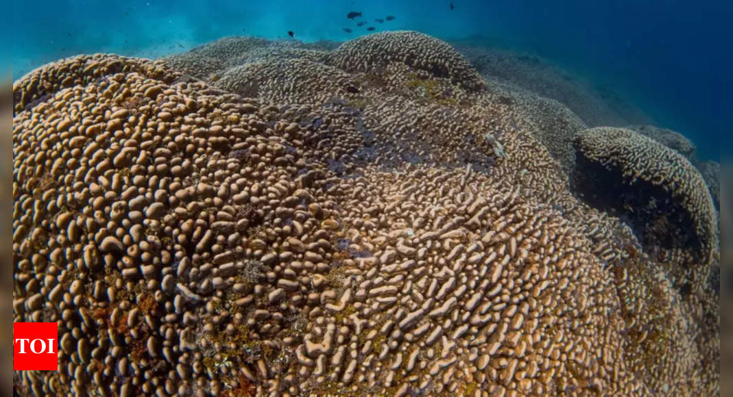 Scientists discover the largest coral colony on Earth in the Solomon Islands: Key insights on its size and age |