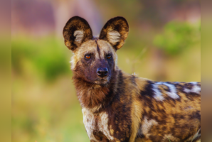 World&rsquo;s 5 best places for endangered and exotic wildlife sightings