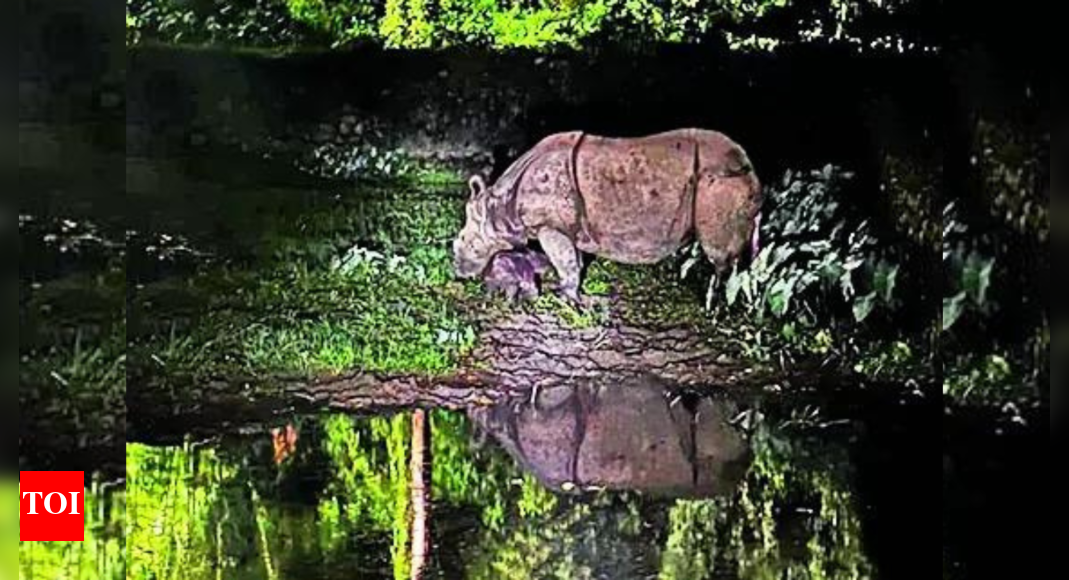 First rhino born in Guwahati zoo in a decade, name game on | India News