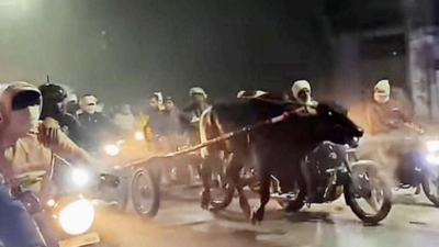 Midnight bullock cart races on Uttar Pradesh highway bring chaos, cruelty & crashes