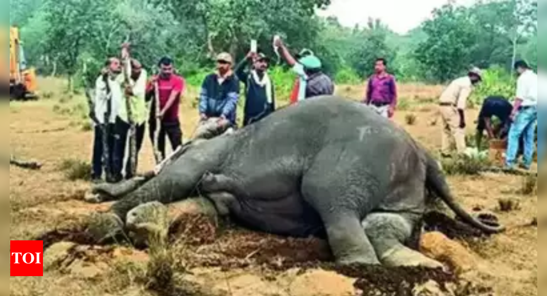 National Green Tribunal issues notices in Bandhavgarh elephant death case, seeks immediate response | Bhopal News - Times of India