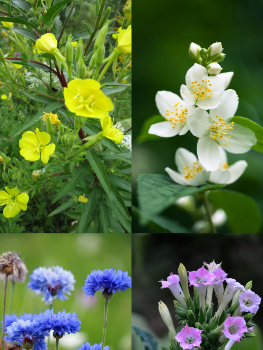 10 Beautiful Flowers That Change Colour At Night | Times Now