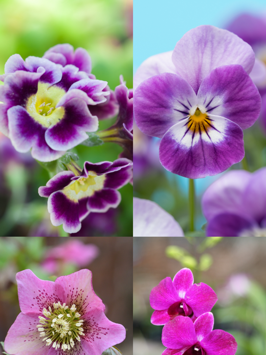 10 Beautiful Winter Flowers That Are Lavender | Times Now
