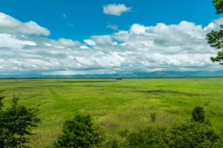 Challenges and conservation efforts