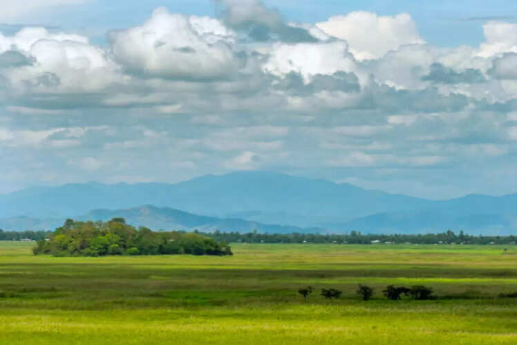 Cultural and ecological importance