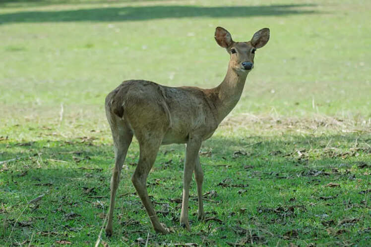 Home to the Sangai deer