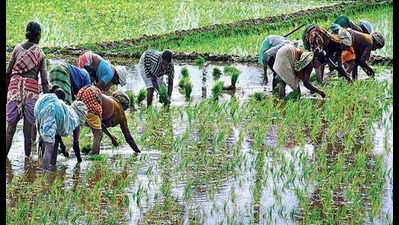 Record Rise in Fine Paddy Cultivation: 61% Increase Attributed to ...