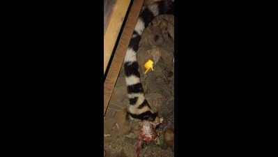 Tigress critically injured after train hit near Tumsar
