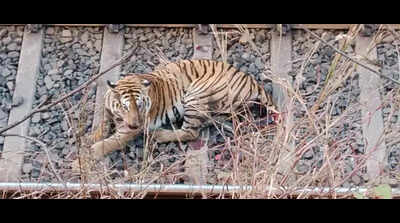 Tigress critically injured after train hit near Tumsar