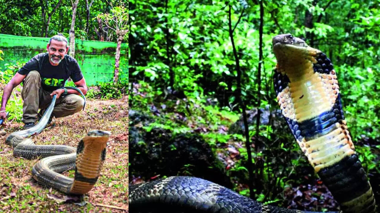 King Cobra's 185-year monopoly comes to end as four of its kind