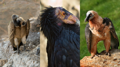 Discover 10 rare species of vultures and fascinating facts about them