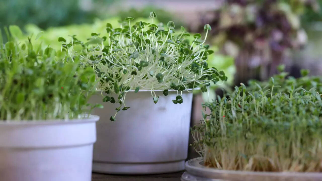 How to grow a Chia seed plant at home in simple steps (no soil or sand  needed!) | - Times of India