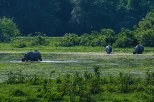 Kaziranga&rsquo;s Big 5: A safari through Assam&rsquo;s wildlife wonders