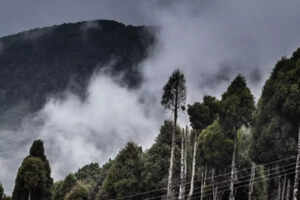 A quick guide to the Sandakphu trek in West Bengal