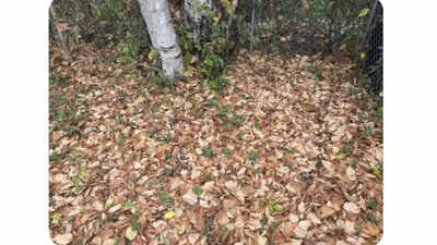 Optical Illusion: Only the sharpest eyes can spot the tennis ball hidden among autumn leaves?